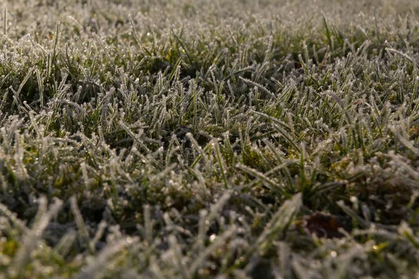 ノルマンディー フランスの夜の太陽の下で冬の霜の草の選択的な焦点 — ストック写真