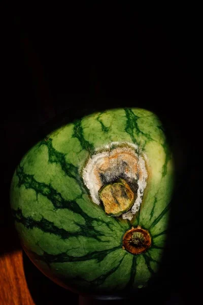 Pequeña Fruta Sandía Verde Con Una Mancha Moho Creciendo —  Fotos de Stock