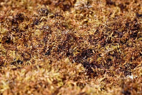 Macro Tiro Formigueiro Outono Cheio Formigas — Fotografia de Stock