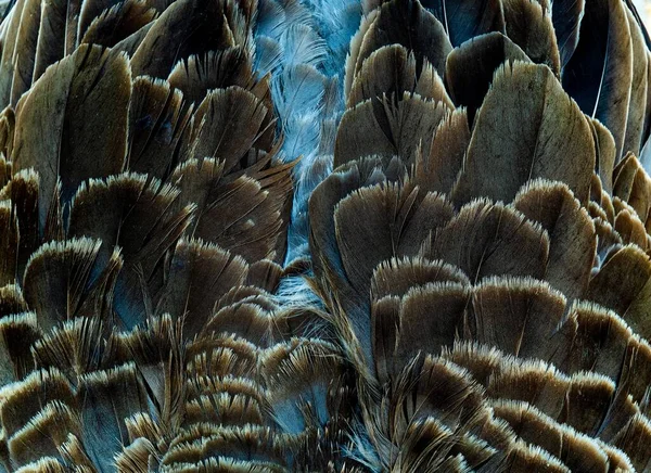 깃털로 뒤덮인 클로즈업 — 스톡 사진