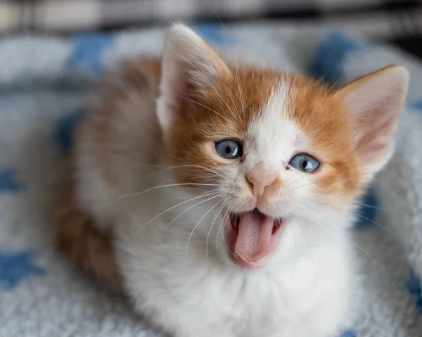 Nahaufnahme Einer Europäischen Katze Mit Herausgestreckter Zunge — Stockfoto