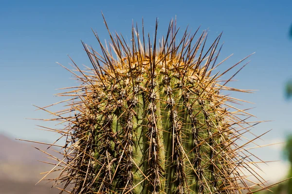 Closeup Cactus Blurred Background — Stock Photo, Image
