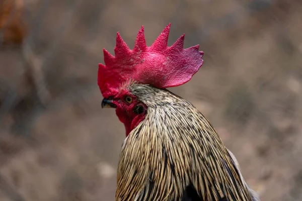 脇に見える鶏のクローズアップ肖像画 — ストック写真