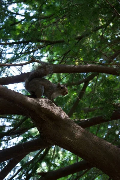 Vertical Shot Squirrel Tree Branch Daytime — Stock Photo, Image