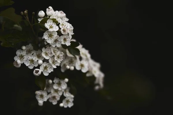 Ufukta Siyah Çiçekli Beyaz Bir Ağaç Dalları — Stok fotoğraf