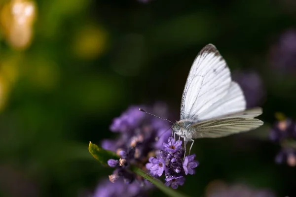 Primer Plano Una Mariposa Blanca Sobre Flores Púrpuras — Foto de Stock