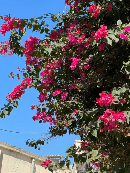 Gökyüzünün arka planında büyüyen bir bougainvillea görüntüsü.
