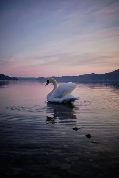 Tiro Vertical Cisne Blanco Nadando Agua Atardecer — Foto de Stock