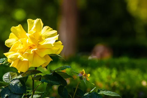 Primer Plano Una Flor Hibisco Amarillo Jardín Día Soleado — Foto de Stock