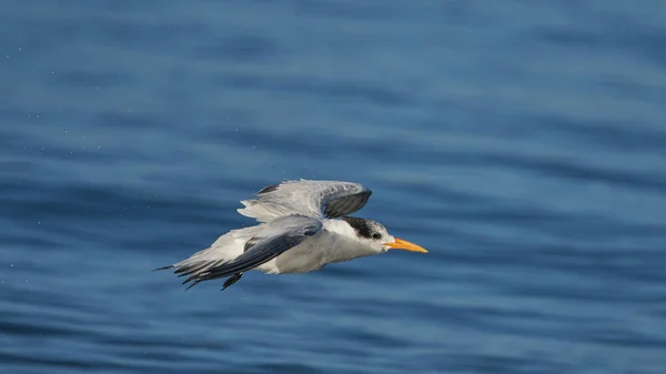 Closeup Seabird Royal Tern Flying Blue Sea — Stock Photo, Image