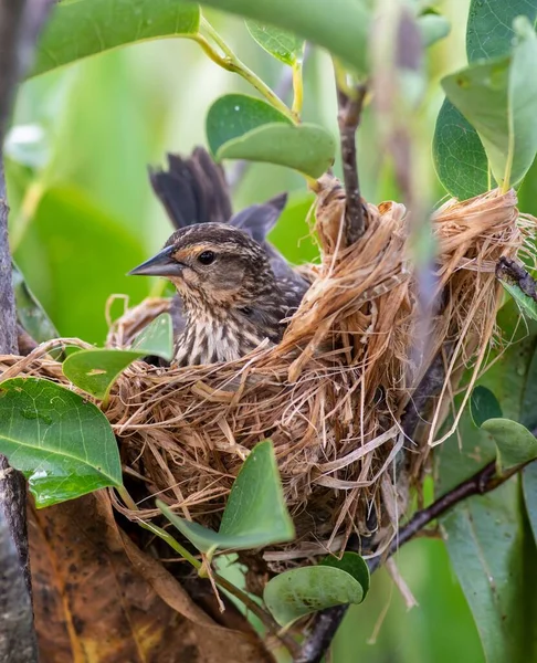 Die Vertikale Nahaufnahme Einer Lerche Nest Zwischen Ästen Und Blättern — Stockfoto