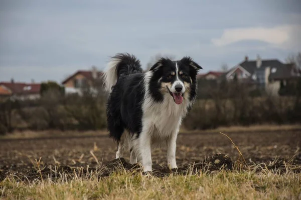 Een Schattige Grens Collie Hond Een Gras Kijkend Naar Camera — Stockfoto