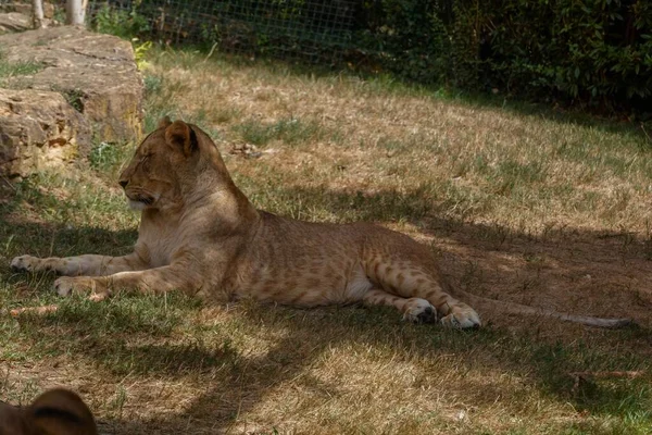 Primo Piano Della Leonessa Adagiata Una Radura Verde Nel Parco — Foto Stock