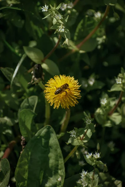 Eine Vertikale Ansicht Einer Honigbiene Auf Einem Gelben Gewöhnlichen Löwenzahn — Stockfoto