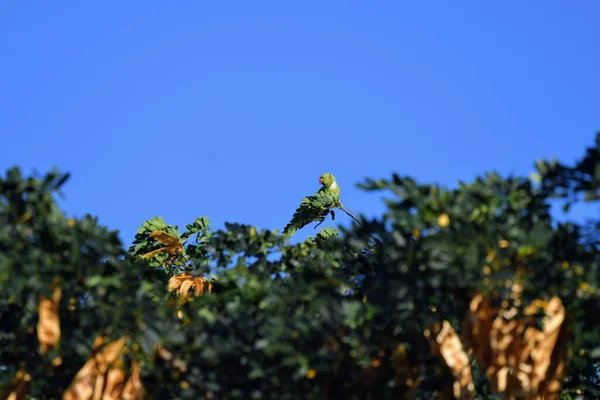 Ein Schöner Flacher Brennpunkt Grüner Bäume Unter Einem Klaren Blauen — Stockfoto