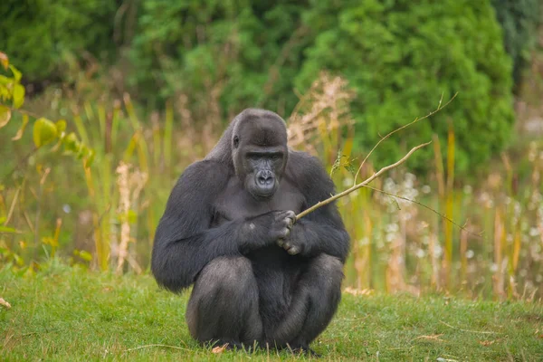 Furry Gorilla Sitting Ground Twig — Stock Photo, Image