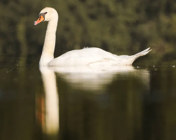 Adorable Cygne Blanc Nageant Dans Lac Avec Son Reflet — Photo