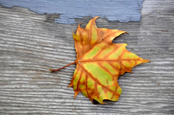 A Sycamore tree leaf lying on an old wooden porch plank