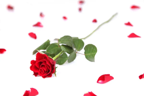 Beautiful Red Rose Petals Isolated White Background — Stock Photo, Image
