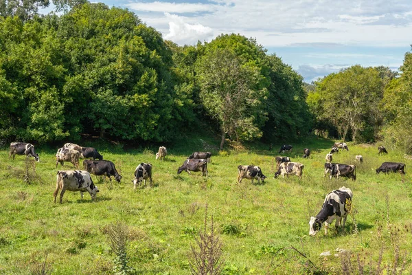 Крупним Планом Корови Їдять Траву Полі — стокове фото