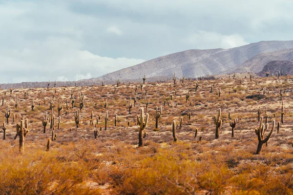 Una Hermosa Vista Campo Con Cactus Día Soleado — Foto de Stock