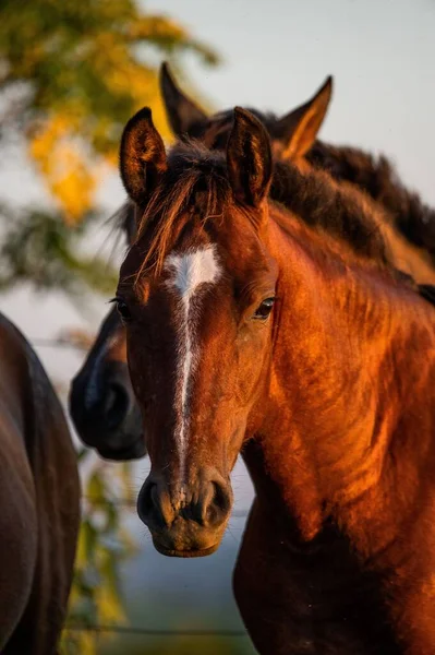 Disparo Vertical Una Cara Caballo Marrón Con Una Marca Blanca — Foto de Stock