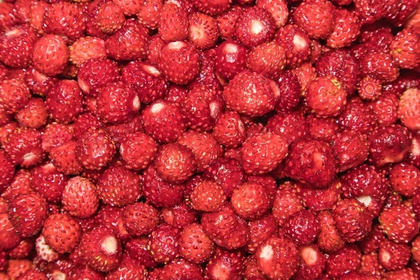 Many Fresh Picked Wild Strawberries — Stock Photo, Image