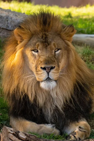 Vertical Closeup Shot Lion — Stock Photo, Image