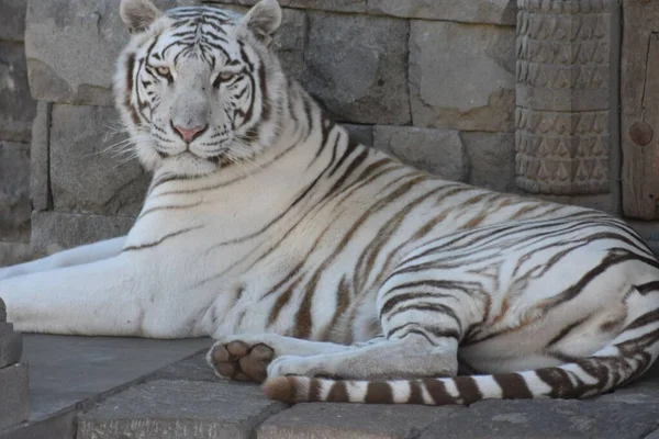 A white Bengal tiger laying on stone floor in the park looking at the camera