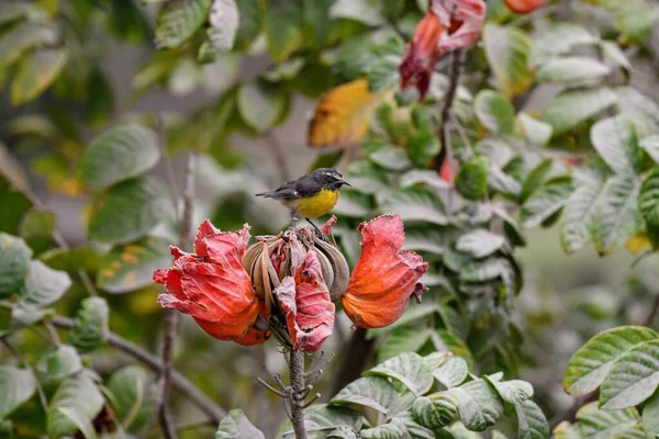 在一片模糊的背景下 一只长在花园里一棵非洲郁金香树上的斑马鱼鸟拍到了一张浅浅的焦点照片 — 图库照片