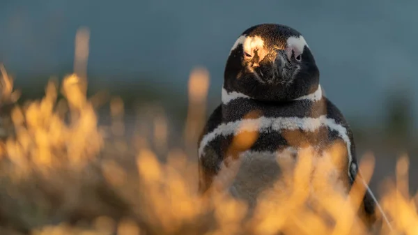 Closeup Humboldt Penguin Glimmering Sunlight Shore — Stock Photo, Image