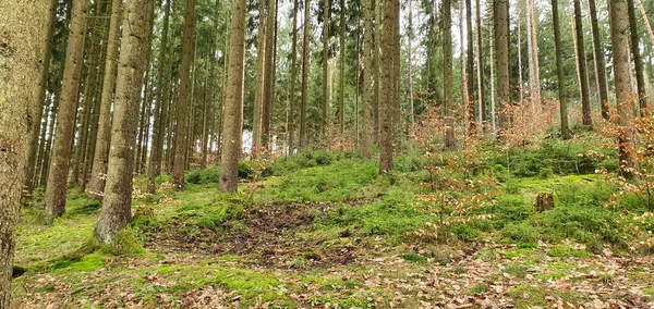 Beautiful Shot Dense Forest Daytime — Stock Photo, Image