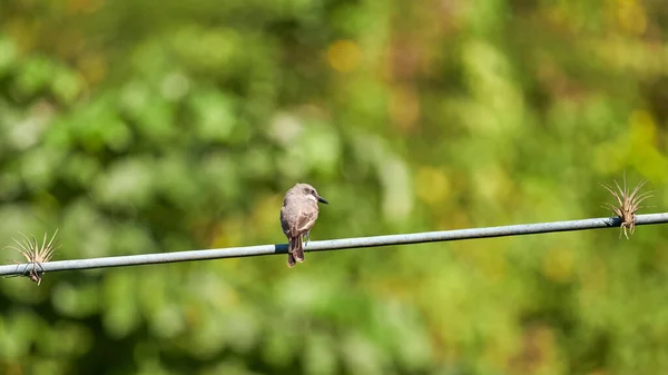 Primer Plano Pequeño Pájaro Pie Sobre Alambre Con Fondo Borroso — Foto de Stock