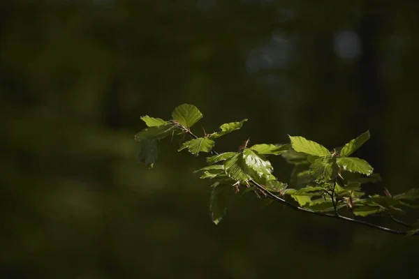 绿叶小树的枝干 背景上有模糊的植物 绿叶小 — 图库照片