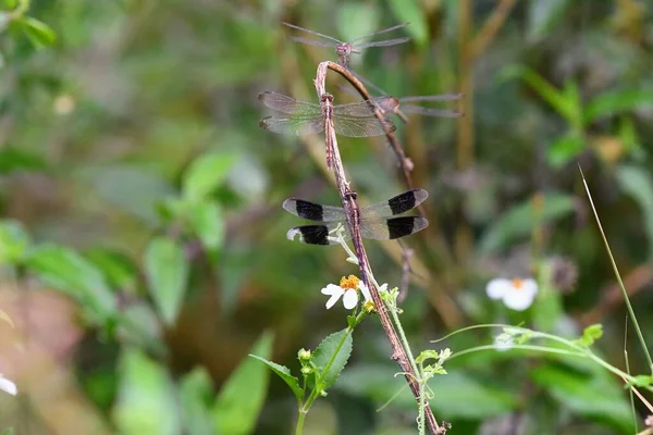 Gündüz Vakti Bahçede Yeşil Bitkilerin Üzerinde Uçan Yusufçukların Bulanık Arkaplan — Stok fotoğraf