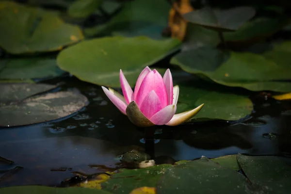 Gros Plan Nénuphar Jardin Botanique Iasi Roumanie — Photo