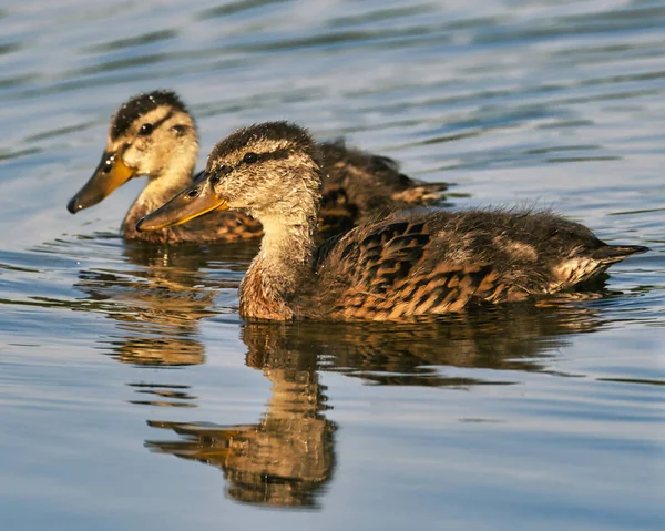 Adoráveis Patos Selvagens Nadando Lago Com Seu Reflexo — Fotografia de Stock