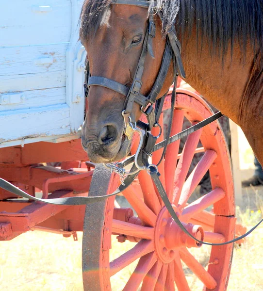 Vertical Shot Horse Tied Cart — Stock Photo, Image