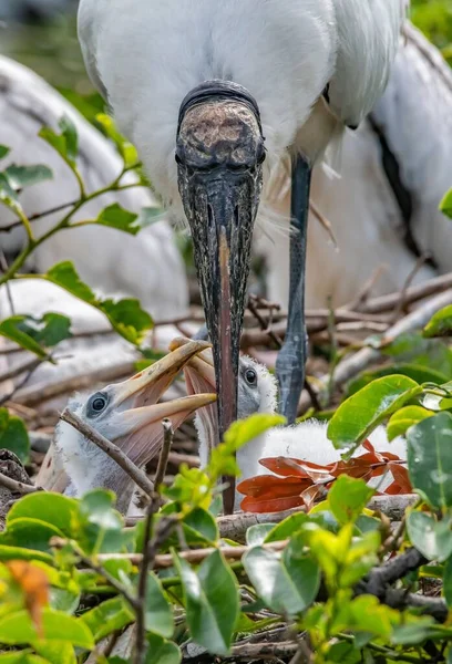 Vue Gros Plan Verticale Une Cigogne Des Bois Nourrissant Ses — Photo