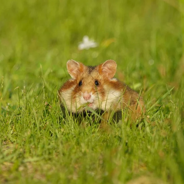 Joli Hamster Européen Couché Sur Herbe Cricetus Cricetus — Photo
