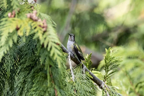 Closeup Shot Hummingbird Perched Pine Tree Blurry Background — Stock Photo, Image