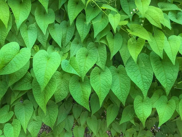 Güzel bir yeşil yaprak büyüme arkaplanının yakın çekimi