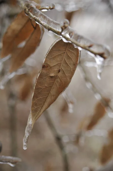 Enfoque Selectivo Una Hoja Roble Con Hielo Derretido Después Missouri — Foto de Stock