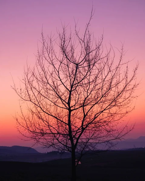 Vertikal Bild Ett Torrt Blått Träd Mot Persika Drömmande Himmel — Stockfoto