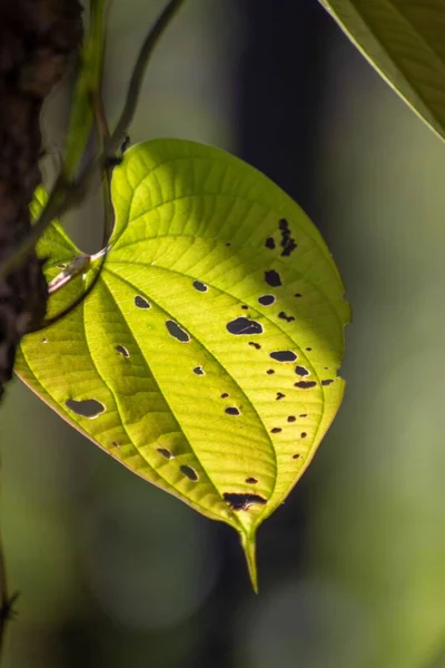 太陽の光の下でのディオスコリアの植物のかまれた葉の閉鎖 — ストック写真