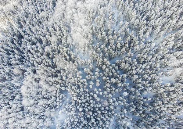 Eine Luftaufnahme Einer Wunderschönen Winterlandschaft Mit Schneebedeckten Kiefern — Stockfoto