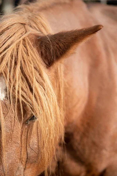 Närbild Ansiktet Brun Häst — Stockfoto