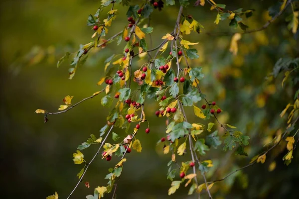 Closeup Berry Plant Branch Dark Red Fruits Blurry Green Background — Stock Photo, Image