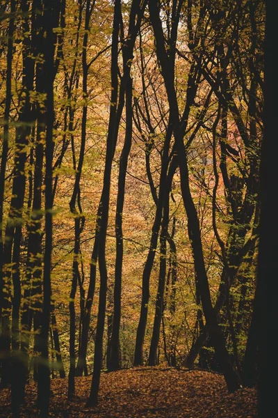 Ormanda Renkli Sonbahar Yaprakları Olan Uzun Ağaç Gövdeleri — Stok fotoğraf