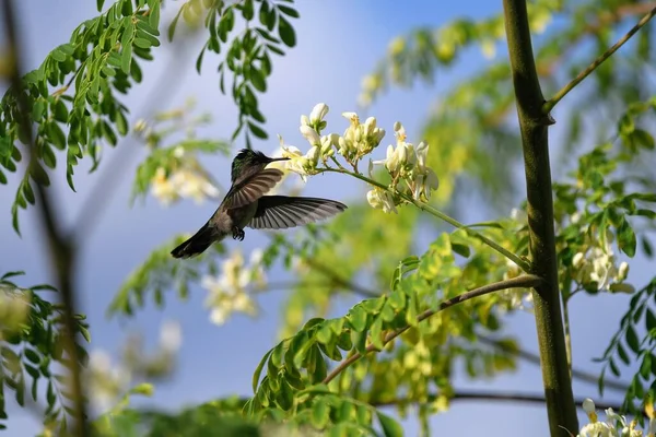 Cute Little Hummingbird Collecting Nectar Tree Flower — Stock Photo, Image